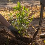 Imagem do artigo: Mutirão das Árvores: Fundação Pitágoras cria projeto para incentivar a preservação e a restauração ambiental